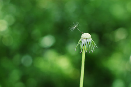 The last dandelion seed over green blurry backgroundの写真素材