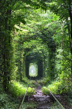 Natural tunnel of love formed by trees in Ukraineの写真素材