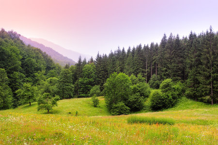 Beautiful landscape of Carpathian Mountains in Ukraineの写真素材