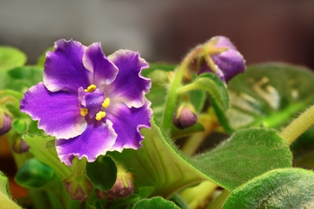 Violet saintpaulia closeup over natural background の写真素材