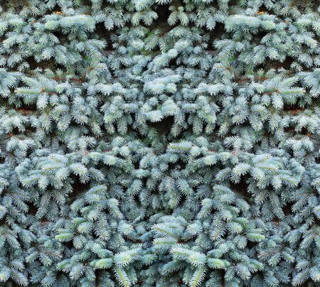 beautiful  blue fir-tree as abstract christmas background の写真素材