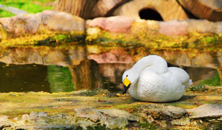 Relaxing Bewickの写真素材