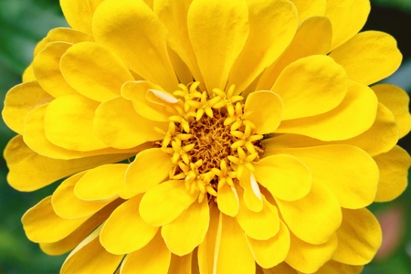 Petals and stamen of a yellow zinnia flowerの写真素材