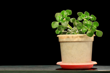 Green airchryson in the pot isolated on black backgroundの写真素材