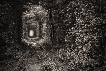 Natural tunnel of love formed by trees in Ukraine 
