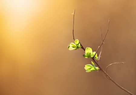 Sunlit blossoming tree branch in Marchの写真素材
