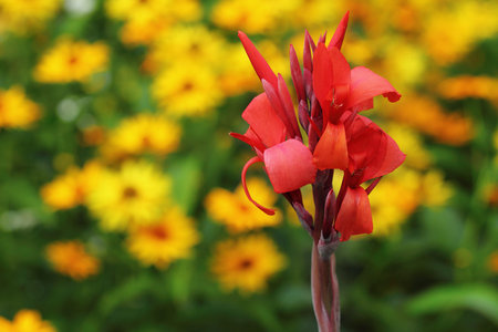Red canna flower on natural floral backgroundの写真素材