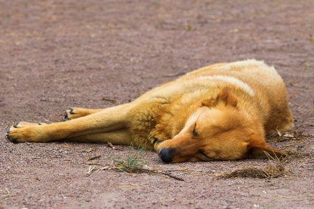 Deadly tired sleeping red mongrel dog on the groundの写真素材