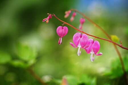 Pink dicentra - Bleeding Heart Flowersの写真素材