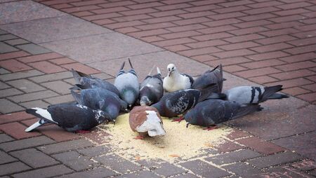 Feeding the pigeons on the streetの写真素材