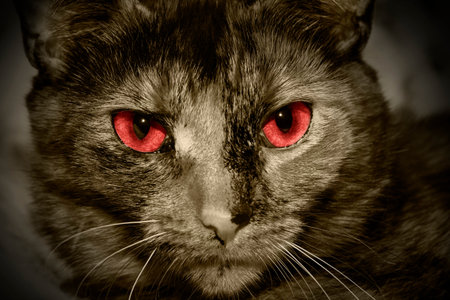 Closeup portrait of a red eyed evil catの写真素材