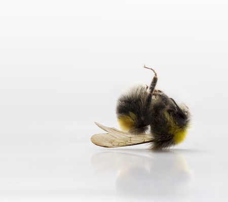 Dead bumble bee o white backgroundの写真素材