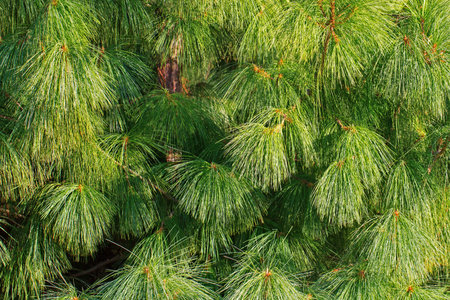 Green fluffy fir tree background