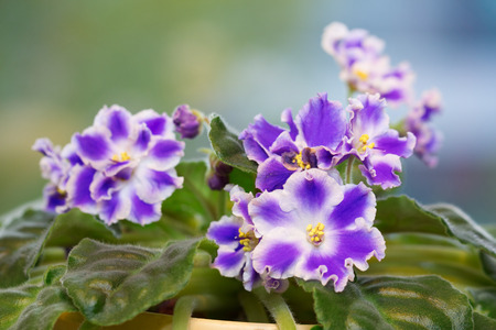 Indoor flower - blue saintpaulia in blossom over natural backgroundの写真素材