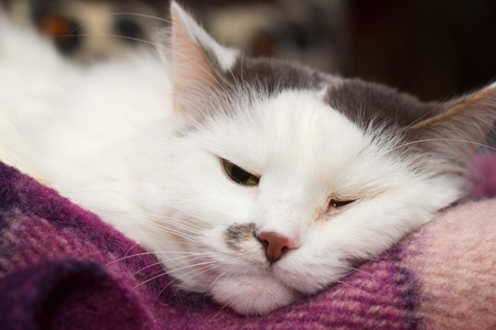 Sick turkish angora cat sleeping on the plaidの写真素材
