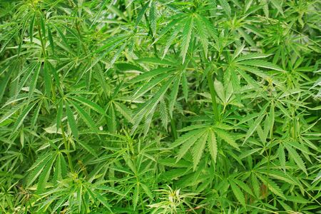Bushes of cannabis growing outdoors. Used in drug industryの写真素材