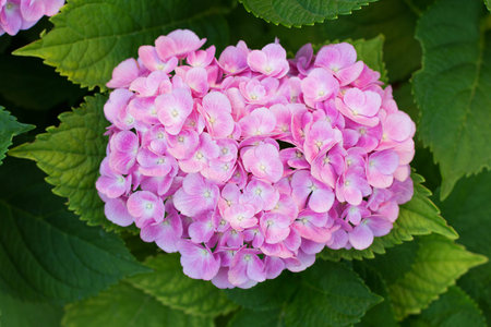 Pink hortensia (hydrangea) flower blooming in early July