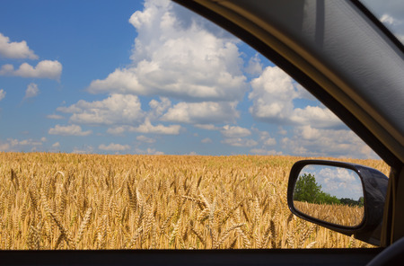 View on a wheat field from inside the carの写真素材