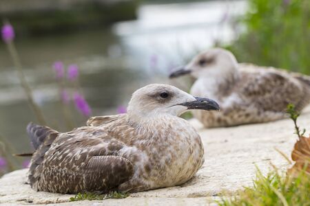 Two seagulls resting by the Tiber river in Rome, Italyの写真素材