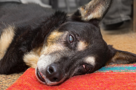 Dog sleeping under anesthetic after operation indoorsの写真素材