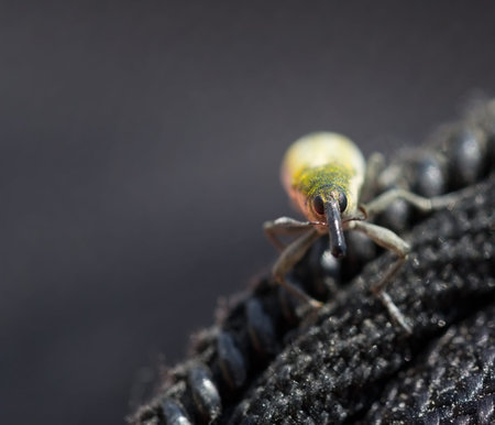 Curculionidae, Weevil Beetle (snout beetle) closeup. の写真素材