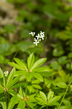bedstraw, is a flowering perennial plant, native Europe from Spain and Ireland to Russia, Western Siberia, Turkey, Iran, the Caucasus, Japan and Chinaの写真素材
