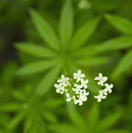 bedstraw, is a flowering perennial plant, native Europe from Spain and Ireland to Russia, Western Siberia, Turkey, Iran, the Caucasus, Japan and Chinaの写真素材