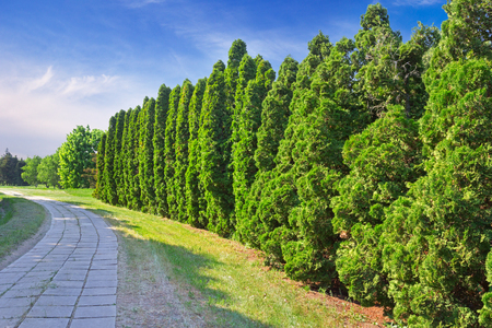 A row of green cypress trees in the park. Cupressus is one of several genera within the family Cupressaceae that have the common name cypressの写真素材