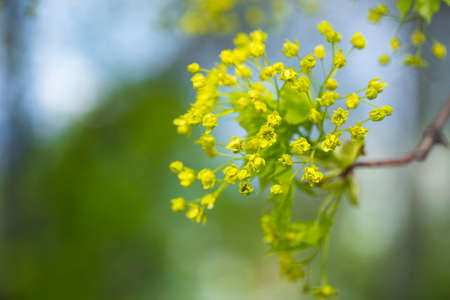 Closeup of green maple tree blossoms in Mayの写真素材