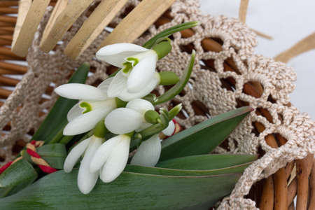 white primrosesの写真素材