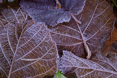 the leaves for the backgroundの写真素材