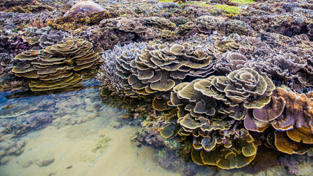coral reefs