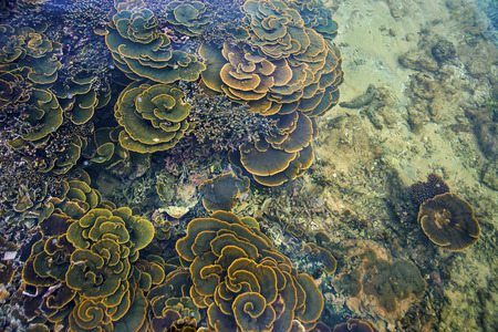 coral reefsの写真素材