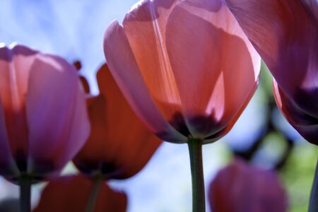 Pink Tulips in the Sunlight, From the Bottom Upの写真素材