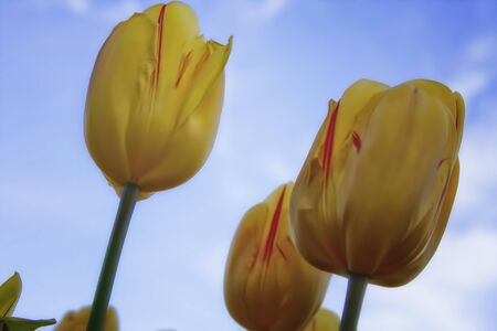Yellow and Red Tulips from the Bottomの写真素材