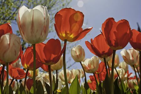 Red and White Tulips from the Bottom with Sun Flareの写真素材