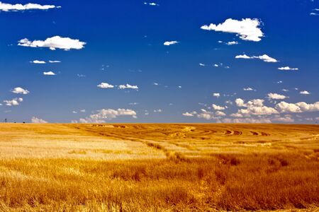 Summer Wheat Fields in Coloradoの写真素材