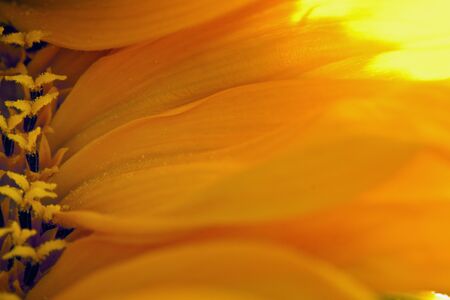 Sunflower Petalsの写真素材