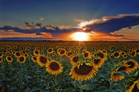 Sunset of Colorado Sunflower Field Near Denver International Airportの写真素材