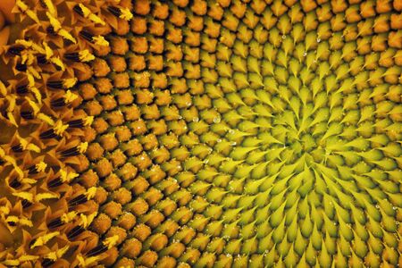 Inside of Sunflowerの写真素材