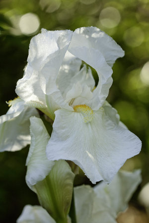 Back Lit White Iris