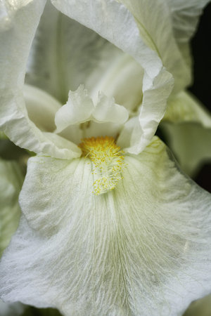 White Iris Close Up