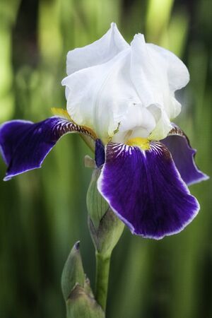 Dark Purple, White and Yellow Iris Flower with Budの写真素材