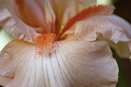 Peach Iris with Water Dropsの写真素材