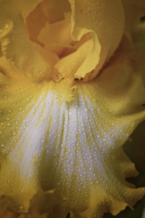 Yellow and White Iris with Water Droplets