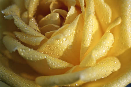 Pale Yellow Rose with Water Dropsの写真素材