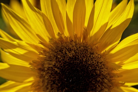Yellow sunflower backlit with the morning sunの写真素材