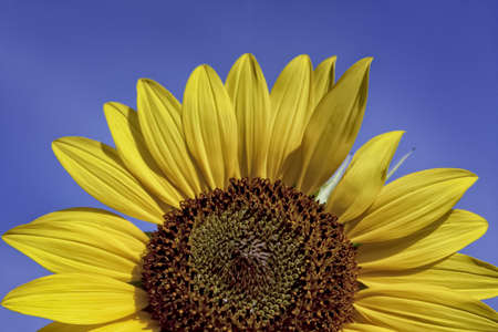 Yellow sunflower against sunny blue skiesの写真素材