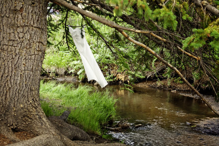 Wedding dress hanging from tree blowing in the windの写真素材