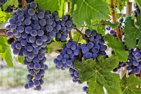 Wine grapes hanging on the vineの写真素材